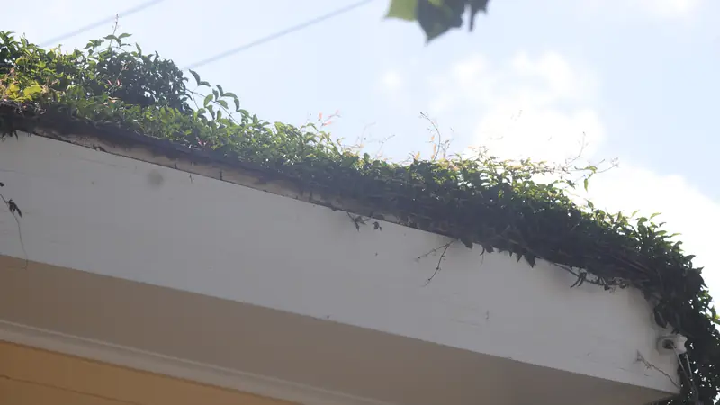 Gutter clogged with plants and debris
